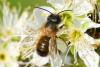 Osmia bicornis